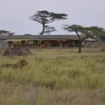 León cerca del campamento Namiri Plains.