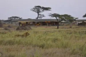 León cerca del campamento Namiri Plains.