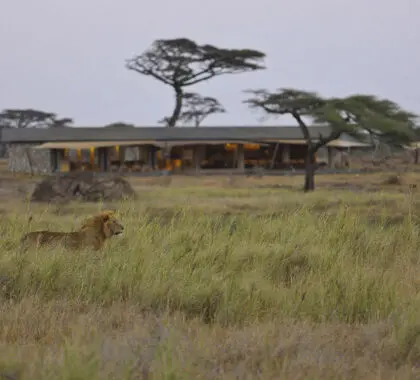 León cerca del campamento Namiri Plains.