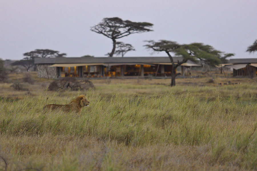 Lion near the Namiri Plains Camp.