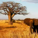Game viewing in Tarangire | Rivertrees Country Inn