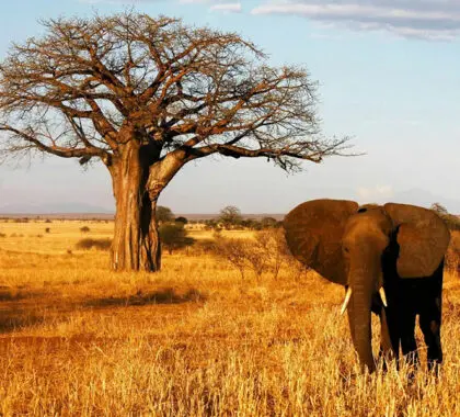 Rivertrees-Country-Inn---Tarangire-elephant