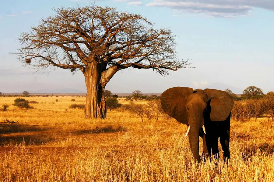 Un elefante en la hierba con un árbol al fondo | Go2Africa