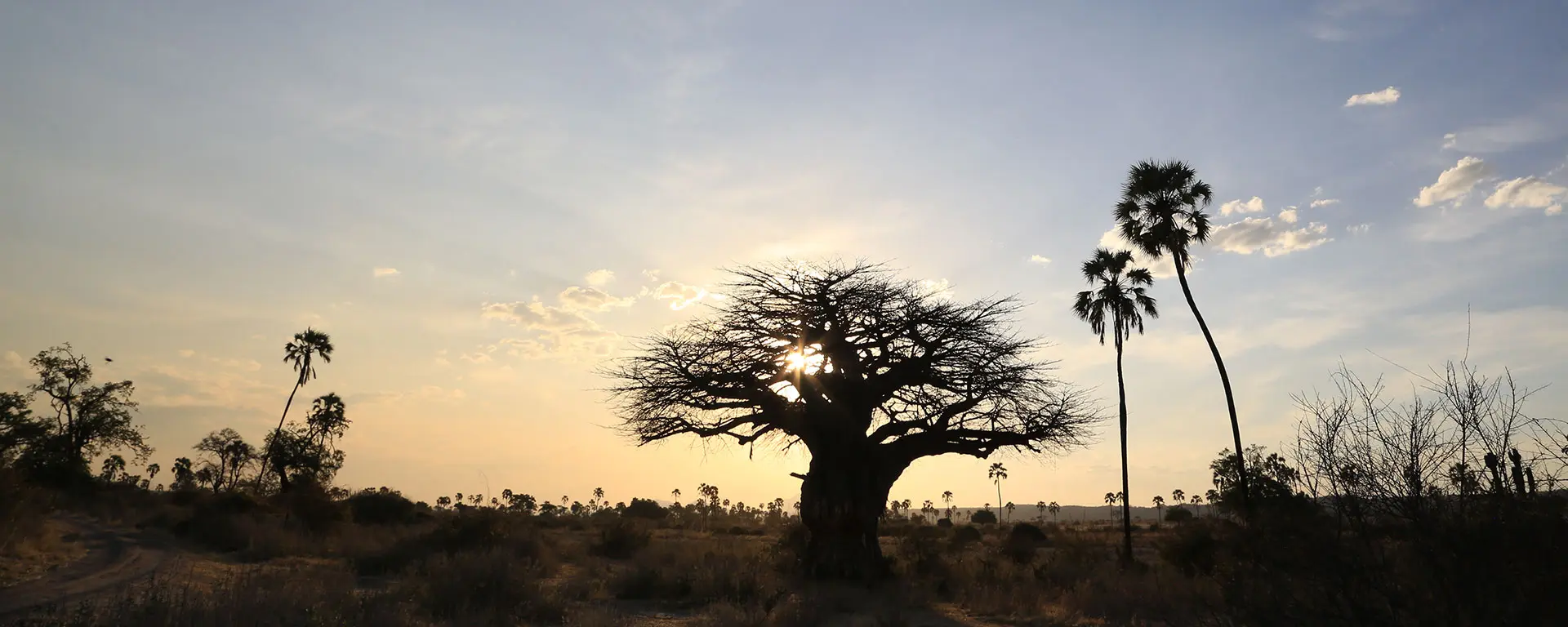 ruaha-baobab