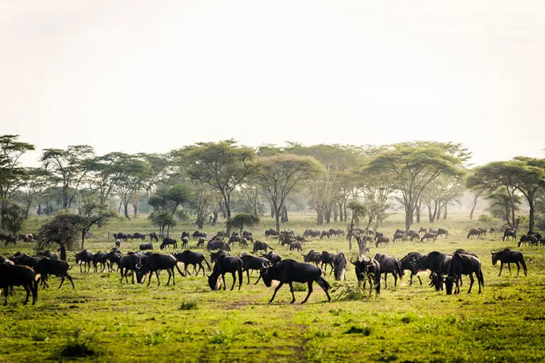 Prime position for the annual Wildebeest Migration.