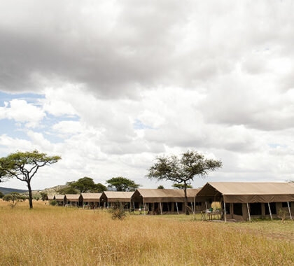 The Serengeti Kati Kati Camp is situated in a perfect location from which to explore the vast Serengeti Plains. 