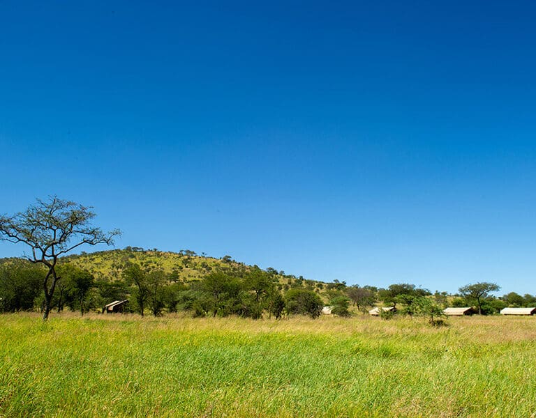 Here in the Serengeti you are truly out in the African wilderness.
