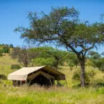 Tented accommodation at Serengeti Kati Kati.