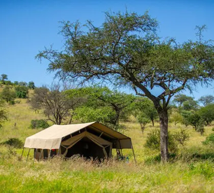 Tented accommodation at Serengeti Kati Kati.
