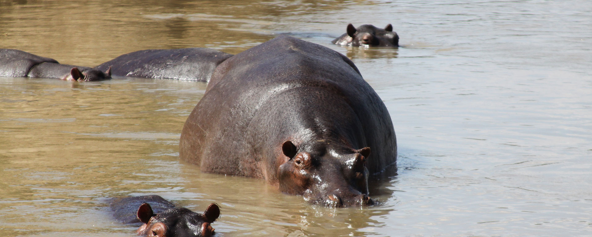 top-7-things-to-see-and-do-in-south-luangwa-hippo