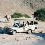 Rastree elefantes, gacelas saltarinas, órices y leones adaptados al desierto.