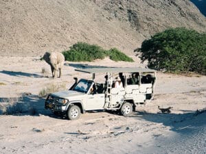 Rastree elefantes, gacelas saltarinas, órices y leones adaptados al desierto.