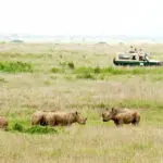Be captivated by the sight of the endangered black rhino.