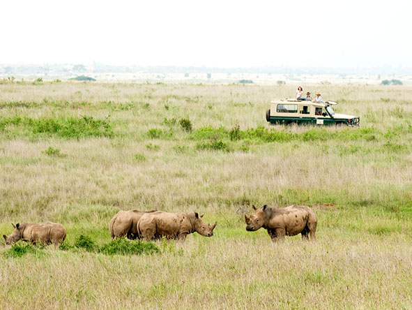 Be captivated by the sight of the endangered black rhino.