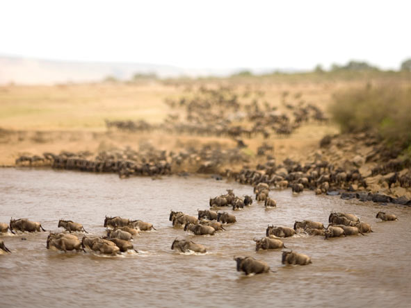 The wildebeest migration dominates the Mara, making for epic game viewing.