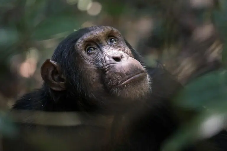 See the ‘M group’ of chimpanzees.