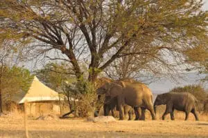 Algunos de los visitantes habituales del campamento Sayari.