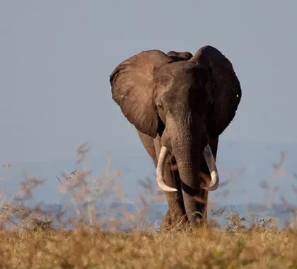 This is big game country where elephant, buffalo and hippo may be spotted.