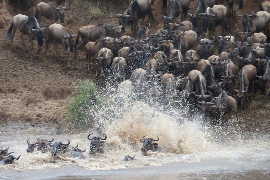 Olakira-Camp-wildebeest-crossing-1-MR