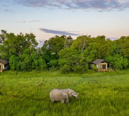 Little Sable, guest tent exterior, Okavango Delta, Botswana