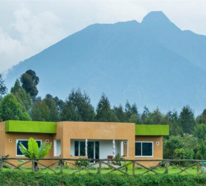 Mountain Gorilla View Lodge is set in Kinigi, northern Rwanda and on the edge of the Volcanoes National Park.