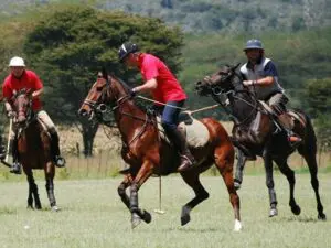 Deloraine House is the ideal setting for hippophiles.