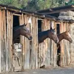 The stables, housing approximately 80 horses, boast a string of some of the finest polo ponies in Kenya.