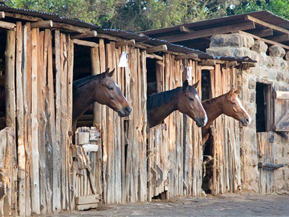 The stables, housing approximately 80 horses, boast a string of some of the finest polo ponies in Kenya.