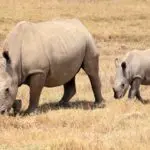 Lake Nakuru National Park is renowned for its rhino sightings. 