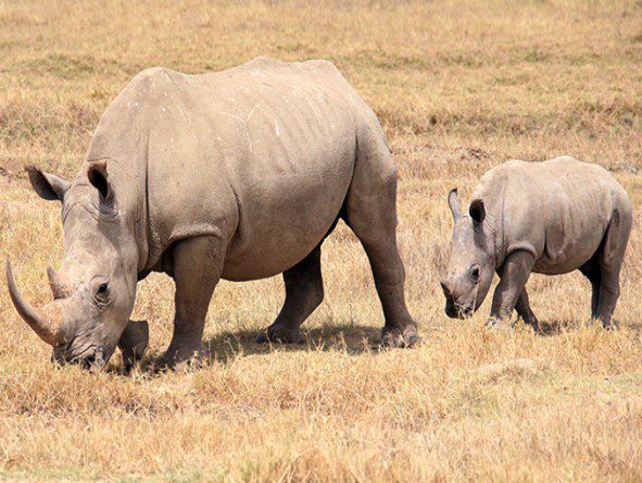 Lake Nakuru National Park is renowned for its rhino sightings. 