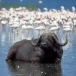 The tranquil lake is a welcome respite for buffalo and flamingos.