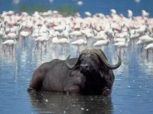 The tranquil lake is a welcome respite for buffalo and flamingos.