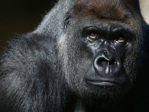 Track endangered mountain gorillas that roam Rwanda’s Volcanoes National Park.