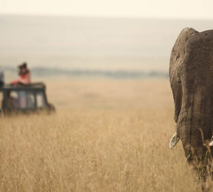 Elephant at Rekero Camp | Go2Africa
