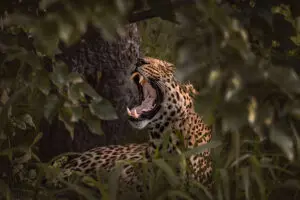 bots_khwai-private-reserve_leopard-1-little-sable