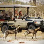 Des safaris passionnants.