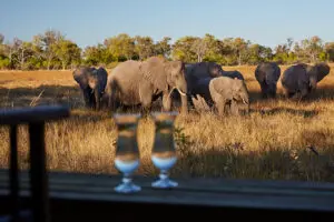 Observation de la faune depuis le camp.
