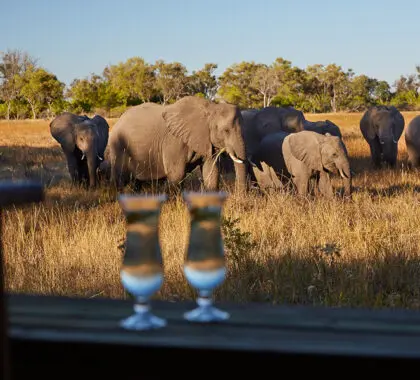 Wilde dieren bekijken vanuit het kamp.