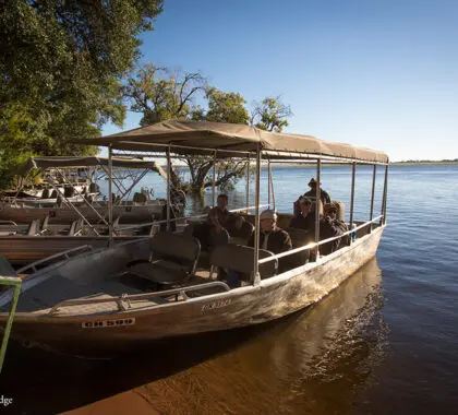 Navegue por el caudaloso río Chobe en un safari en barco.