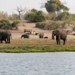Los safaris se realizan en el Parque Nacional de Chobe.