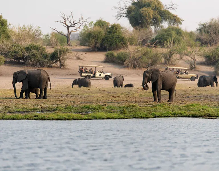 Game drives take place in Chobe National Park.