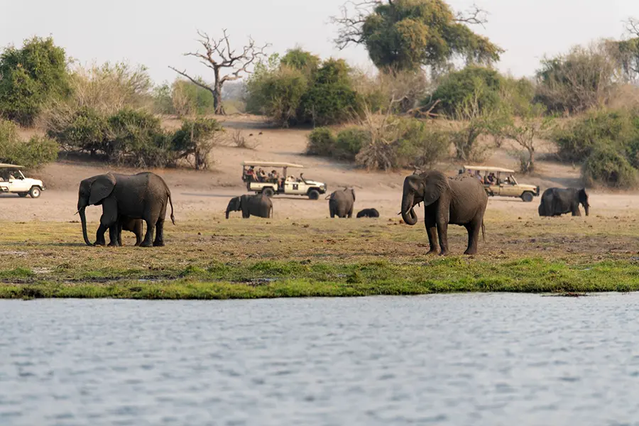 Los safaris se realizan en el Parque Nacional de Chobe.