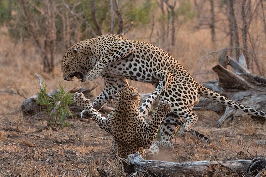 Notten's-Bush-Camp-Mating-Leopards-with-camo
