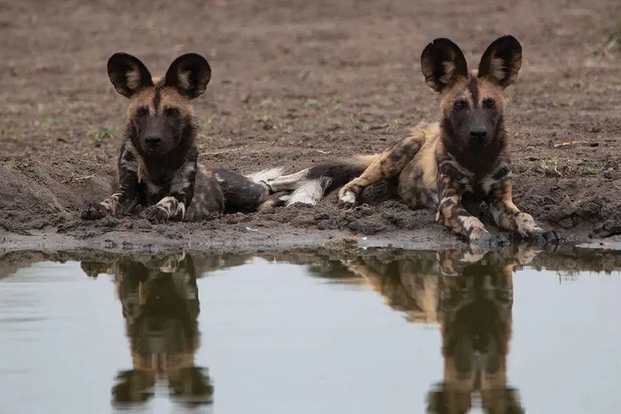 Perros salvajes cerca del Notten's Bush Camp.