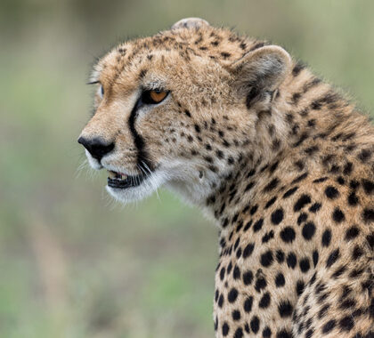 Exceptional cheetah sightings. 