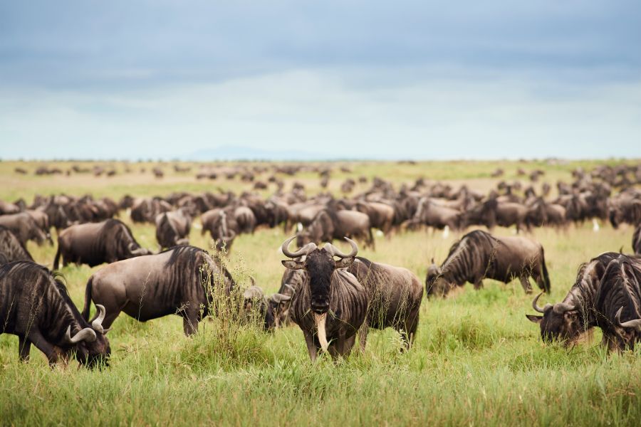 Wildebeest Migration herd Sanctuary Kichakani Serengeti Camp.