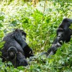 Descubra los legendarios gorilas de espalda plateada de Ruanda.