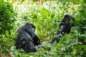 Descubra los legendarios gorilas de espalda plateada de Ruanda.