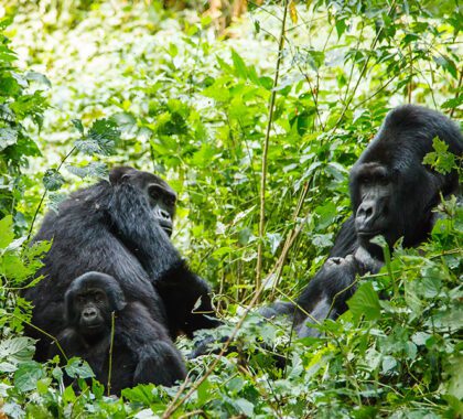 Spot legendary Rwandan silverback gorillas.