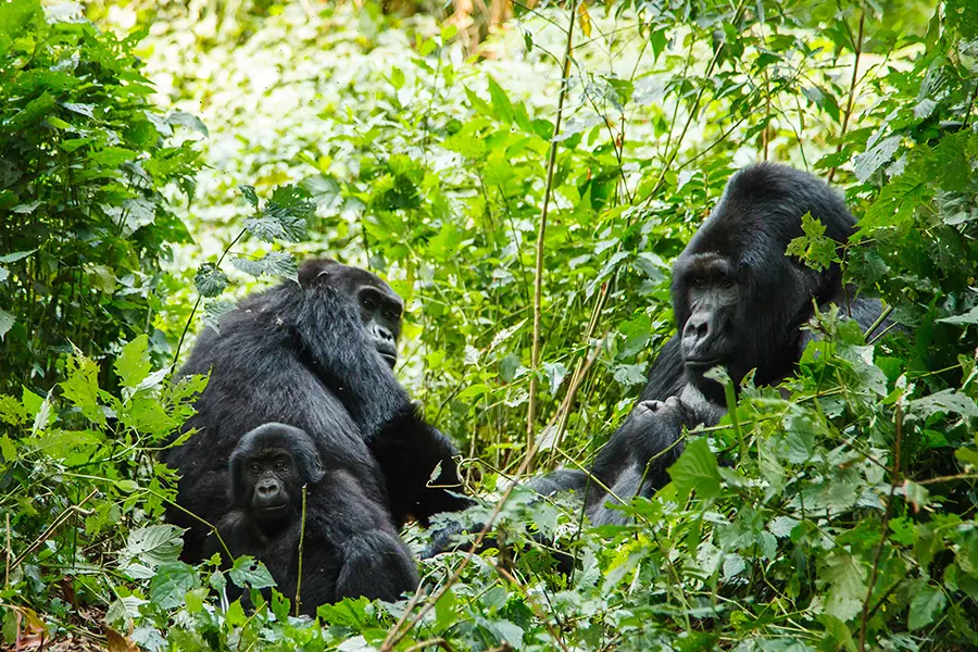 Several Rwandan silverback gorillas sit together in the midst of some shrubbery | Go2Africa